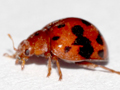 Subcoccinella vigintiquattuorpunctata